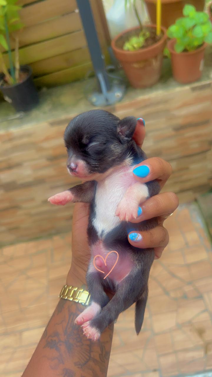 Bébés chihuahuas à Vendre