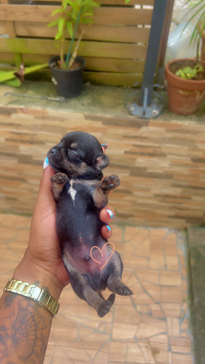 Bébés chihuahuas à Vendre